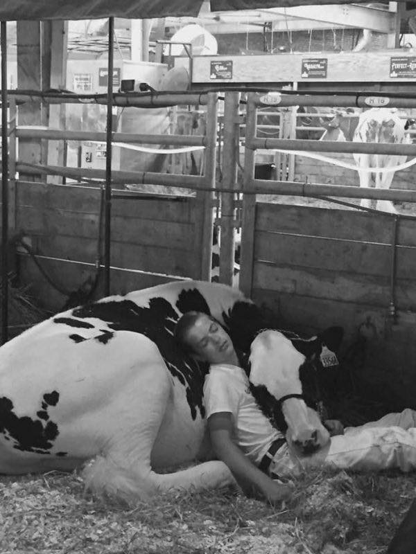 A boy got tired at a fair and fell asleep with his cow. This made them Internet celebrities