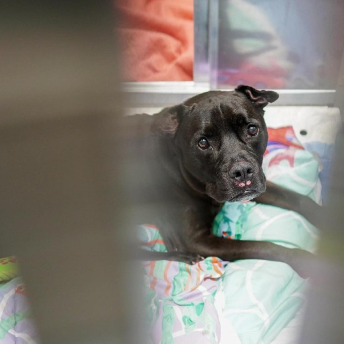 Shelter Dog Cries Day And Night After Losing The Only Home She’s Ever Known