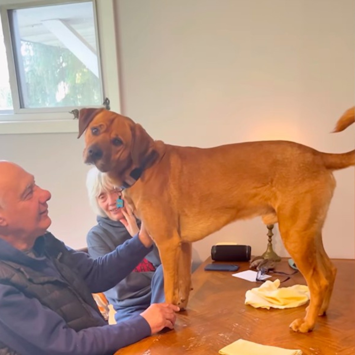 Rescue Dog Gets Away With Everything When He’s At His Grandparents’ House