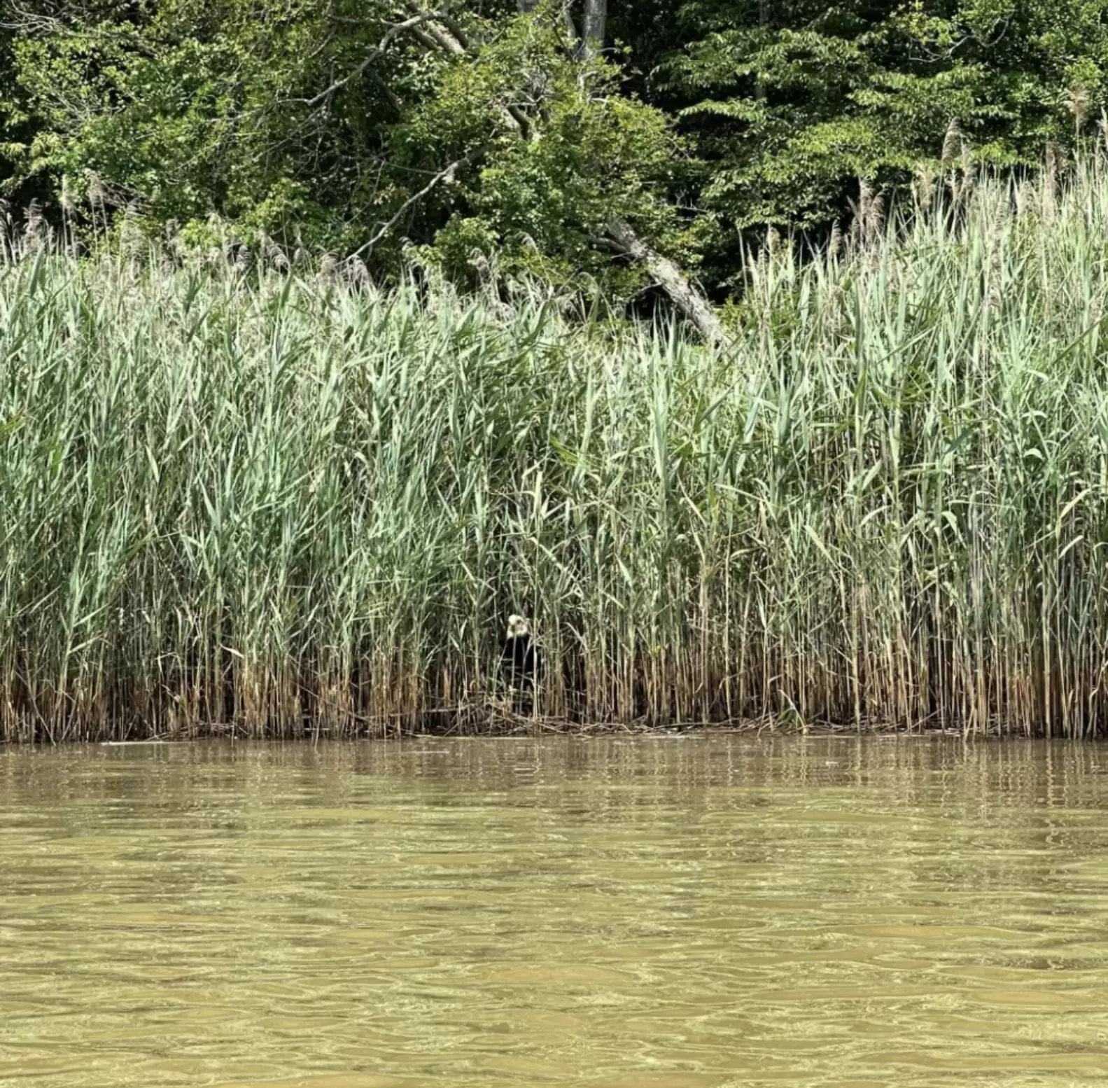 Kayaker Does A Double Take When He Spots An Injured Animal In The Reeds
