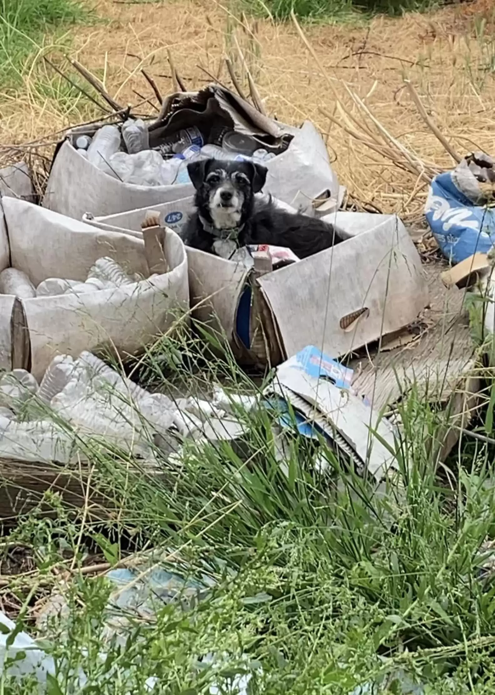 Senior Dog Wakes Up In Empty Box And Realizes His Family Moved Without Him