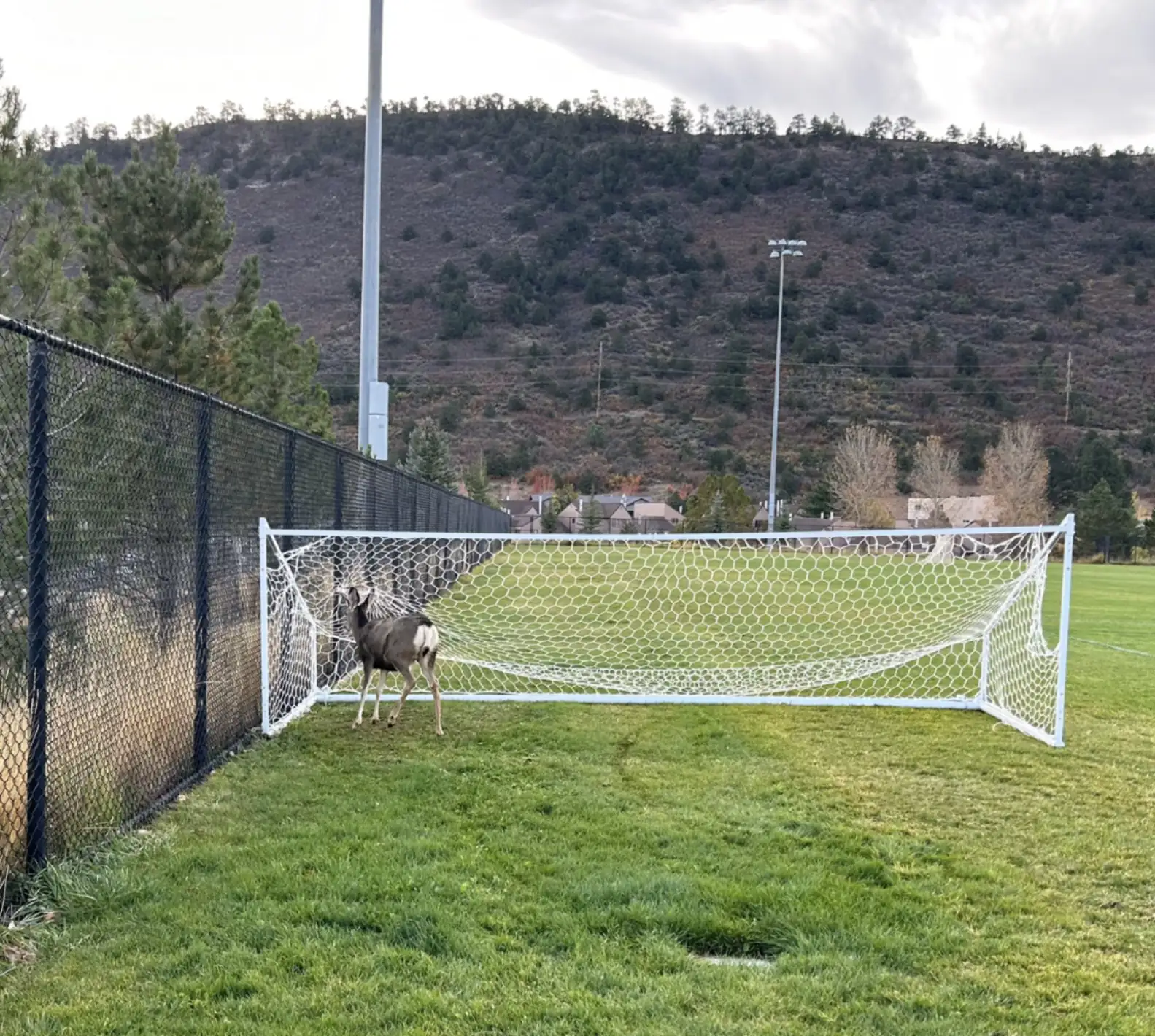He Was Hopelessly Trapped In A Soccer Net Until The Right People Stepped In