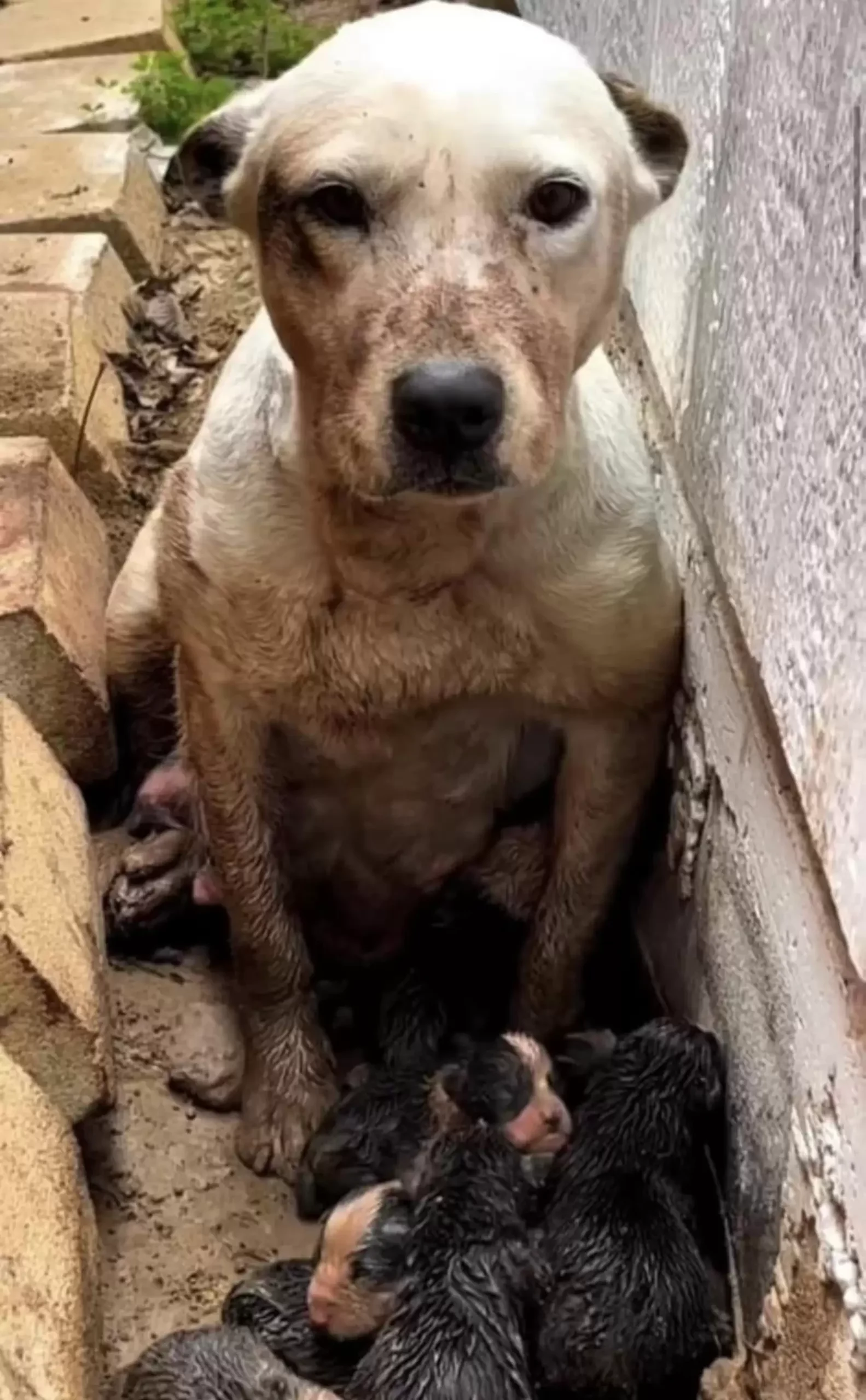 Dog Waits Hours In The Mud For Someone To Find The Tiny Surprise At Her Feet