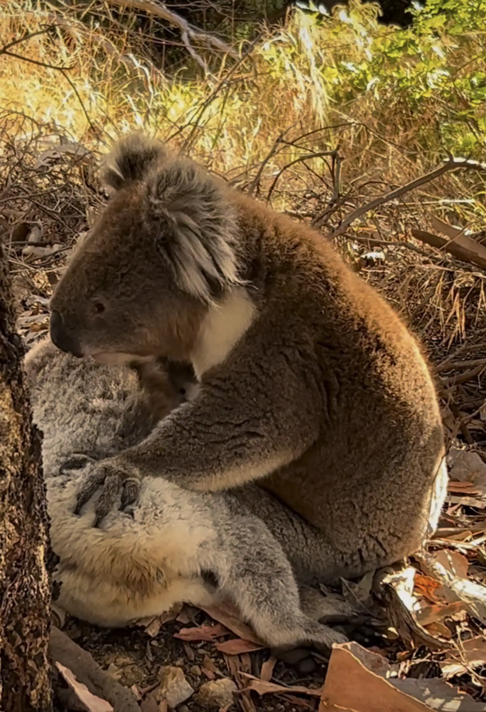Koala’s ‘Beautiful’ Gesture To Fallen Friend Causes Rescuers’ Hearts To Break
