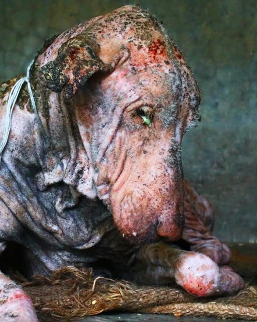 Dog is found dying by the side of the road, 2 months later his transformation is incredible