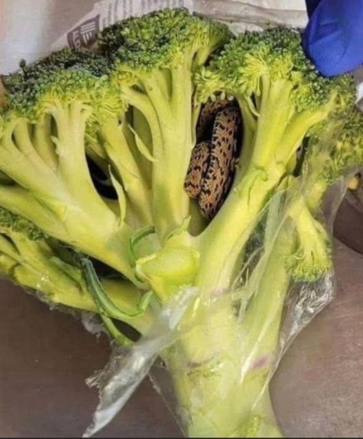 Horrified man finds something unbelievable in a bag of broccoli he purchased from Supermarket… Check the first comment!